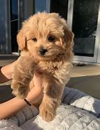 Image result for Super Cute Baby Puppies