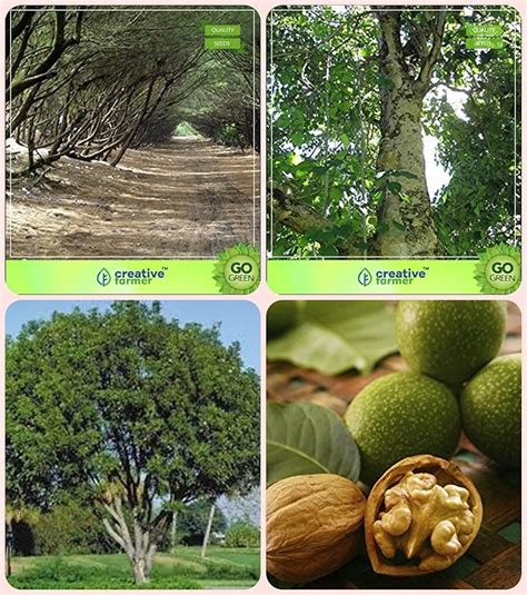 Creative Farmer Seeds Of Trees For Garden Australian Pine,Gmelina ...