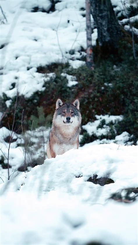 Do wolves bark vocal communication of wolves – Artofit