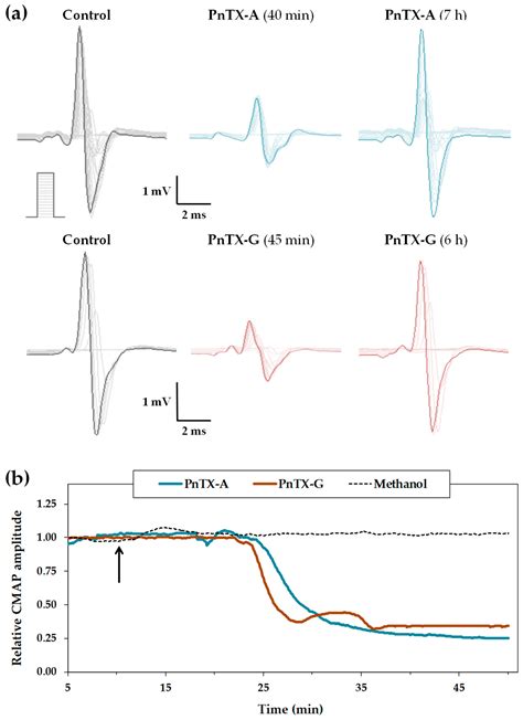 Synthetic Pinnatoxins A and G Reversibly Block Mouse Skeletal ...