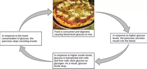 Negative Feedback Mechanisms