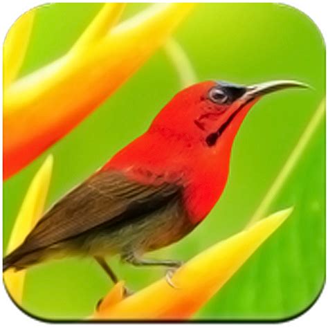 Bird Wallpaper 4K - App on Amazon Appstore