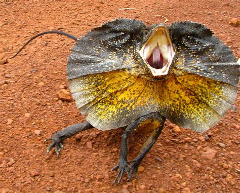 Frill Necked Lizard, Australia by ⭐️P∑†∑ ⭐️