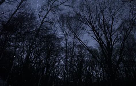 Wallpaper forest, the sky, stars, trees, night, nature for mobile and ...