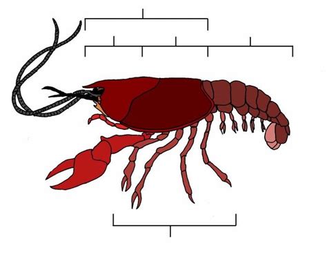 Image result for Craw Fish Graph
