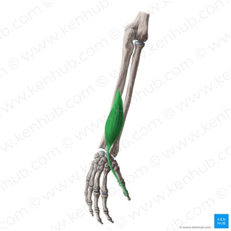 Extensor Pollicis Longus 的图像结果