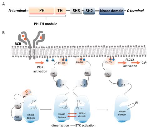Bruton’s Tyrosine Kinase Inhibitors (BTKIs): Review of Preclinical Studies and Evaluation of ...