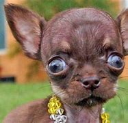 Image result for Cutest Dog Breeds in the World