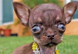 Image result for Cutest Dog in Da World