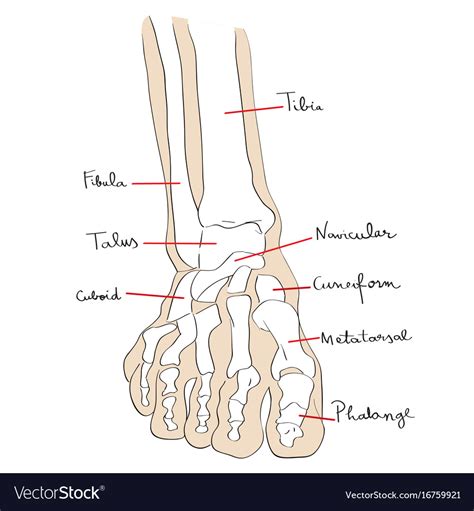 Image result for Front View of Toe
