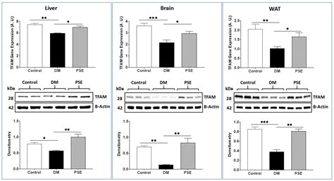 Peanut Shell Extract Improves Mitochondrial Function in db/db Mice via ...
