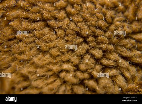 Image result for Wool Under a Microscope