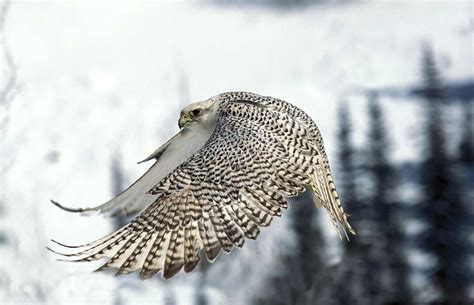 The Gyrfalcon: National Bird of Iceland - A-Z Animals