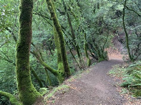 HUCKLEBERRY BOTANIC REGIONAL PRESERVE LOOP
