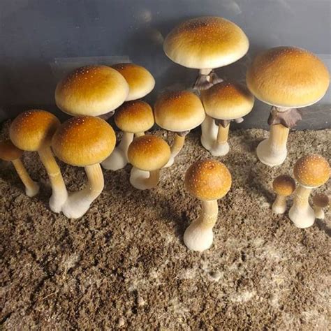 https://micofilia.com/wp-content/uploads/2022/07/hf-golden-teacher-spores-600x601-1.jpg