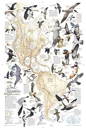 Buy Bird Migration, Western Hemisphere: Wall Maps History & Nature ...