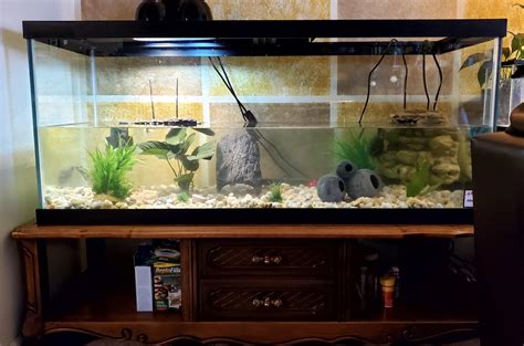 Gallon Turtle Tank