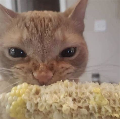 cute cat kitty kitten bite biting eat eating corn on cob angry angrily ...
