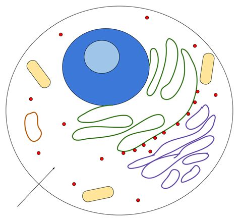 Cell Structure PNG 的图像结果
