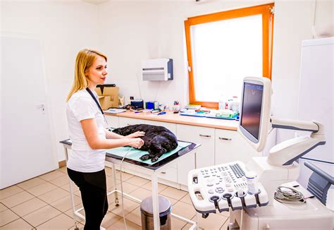 Image result for Vet Tutorial