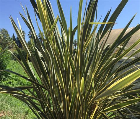 New Zealand Flax Phormium Tenax New Hybrids Seeds | New zealand flax ...
