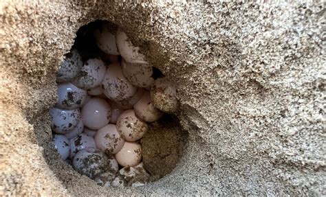 Beach Drop for Sea Turtles, Bulls Island Ferry, Awendaw, 20 July 2025 ...