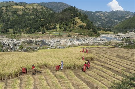 Agriculture In Nepal