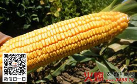 联创839玉米品种介绍 - 惠农网