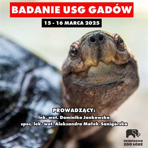 Warsztaty weterynaryjne - Badanie USG gadów w Orientarium Zoo Łódź ...