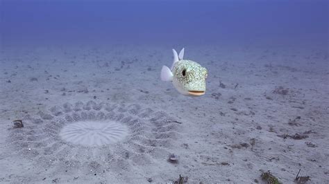 Puffer Fish Painting