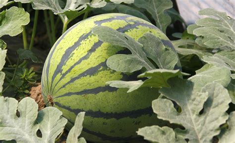 Los cuidados que requiere la sandía | Estilo de Vida Hogar | Univision