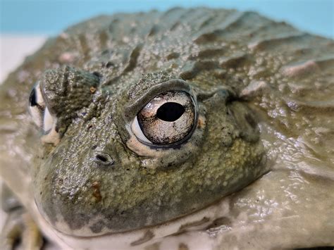 Image result for African Bullfrog vs Python