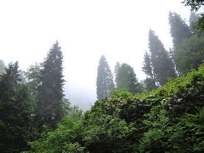 ORUMCEK ORMANI TABIATI KORUMA ALANI (2024) All You Need to Know BEFORE ...