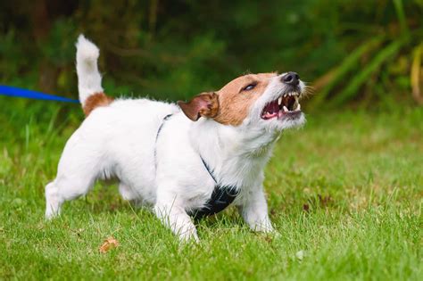 Do Dogs Get Tired of Barking? (And How to Make Them Stop!)
