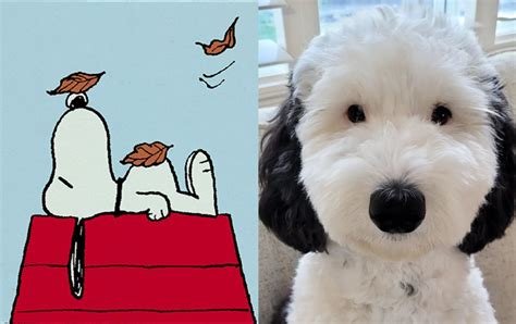 Snoopy lookalike Bayley the Mini Sheepadoodle goes viral | Philstar.com