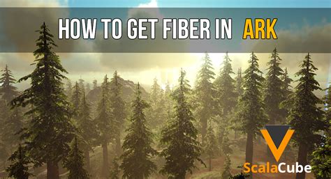 Image result for How to Get Fiber in Minecraft Java