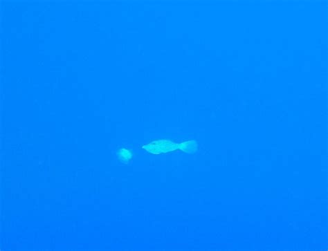 seafire snorkel adventures (Kihei) - All You Need to Know BEFORE You Go