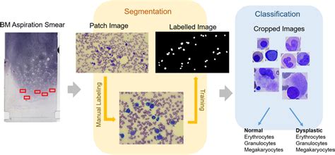 Dataset Preparation Python 的图像结果