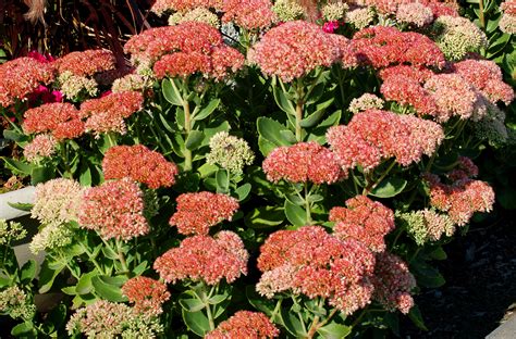 Autumn Joy Stonecrop (Sedum) Plant Profile