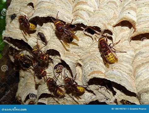 European Hornets Nest Built in a Tree Cavity. Stock Image - Image of ...