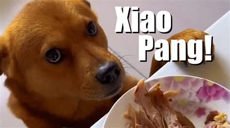 Who Is Xiaopang? The Viral Chinese Dog Who Loves Roast Duck On TikTok ...