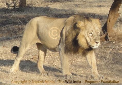 In Letter & Spirits - thoughts unbound: GIR NATIONAL PARK- The last ...