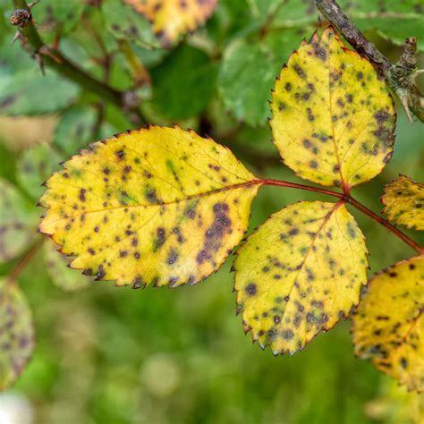 Why are my rose leaves turning yellow? The 5 reasons this could be ...