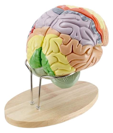 Buy Study Model HUIGE Brain Anatomical Model Brain Anatomy Model with ...