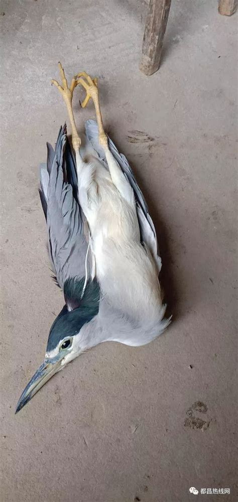 农民在水田中救起一只受伤的大鸟 原来是一级保护鸟类东方白鹳