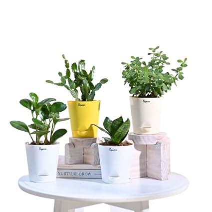 UGAOO Combo of 4 Indoor succulent Live Plants for Living room decor ...