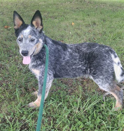 Australian Cattle Dog Puppies For Sale | Virgilina, VA #255559