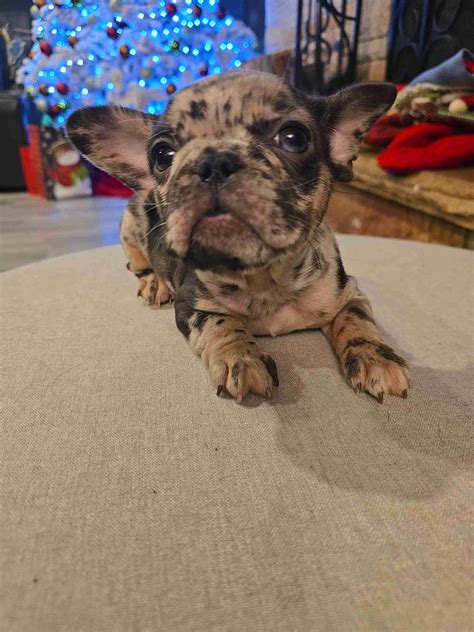 French Bulldog (Frenchie) Puppies For Sale In Wisconsin