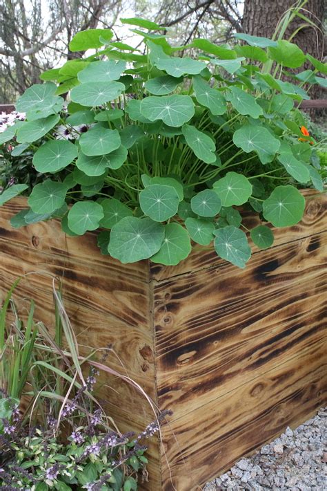 Image result for Types of Plant Containers