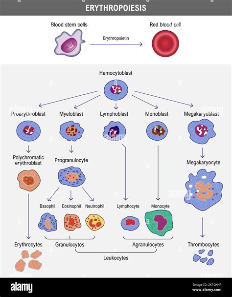 Erythropoiesis. The development of red blood cell. Erythrocyte. Medical ...